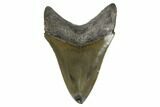 Serrated, Fossil Megalodon Tooth - Polished Tip #173902-1